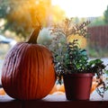 Pumpkins for sale. American farm and barns at autumn in Illinois. Royalty Free Stock Photo