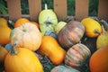 Pumpkins for sale. American farm and barns at autumn in Illinois. Royalty Free Stock Photo