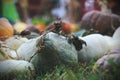 Pumpkins for sale. American farm and barns at autumn in Illinois. Royalty Free Stock Photo