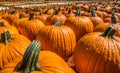 Pumpkins for sale at a farm Royalty Free Stock Photo