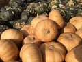 Pumpkins for sale Royalty Free Stock Photo