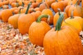 Pumpkins for sale at a pumpkin patch Royalty Free Stock Photo