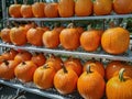 Pumpkins for sale Royalty Free Stock Photo