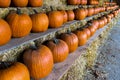 Pumpkins sale for Thanksgiving day