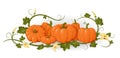 Pumpkins. Set orange vegetable pumpkins. Isolated vegetable, leaves, flower. Template invitations, congratulations, happy Thank