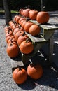 Pumpkins on Shelves Royalty Free Stock Photo