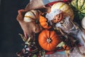 Pumpkins and skeleton pumpkin bride Royalty Free Stock Photo