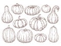 Pumpkins sketch set. Vector hand drawn engraving collection.