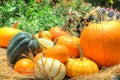 Pumpkins and squash