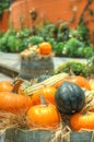 Pumpkins and squash