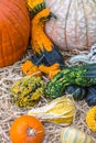 Pumpkins squash and gourds