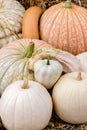 Pumpkins squash and gourds