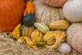 Pumpkins squash and gourds