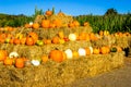 Pumpkins & Squash For Halloween