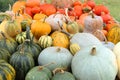 Pumpkins and squashes collection Royalty Free Stock Photo