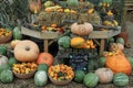 Pumpkins, squashes and gourds