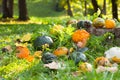 Pumpkins, squashes and gourds