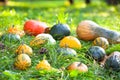 Pumpkins, squashes and gourds