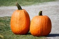 Harvest of large orange pumpkins, gourds and. squashes. Royalty Free Stock Photo