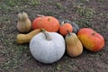 Pumpkins And Squashes Royalty Free Stock Photo
