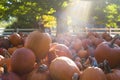 Pumpkins stacked on the ground after a harvest Royalty Free Stock Photo