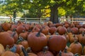 Pumpkins stacked on the ground after a harvest Royalty Free Stock Photo