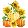 Pumpkins and sunflowers on an isolated white background, watercolor painting, hand drawing Royalty Free Stock Photo