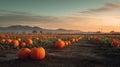 Pumpkins in Sunset Farm Field Royalty Free Stock Photo