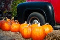 Pumpkins surround the front wheel of a vintage pickup truck Royalty Free Stock Photo