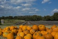 Pumpkins at SweetBerry Farms Royalty Free Stock Photo