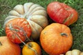 Pumpkins for Thanksgiving Halloween