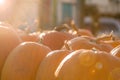 Pumpkins to pick from