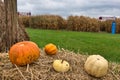 Pumpkins on top of hay with green grass and a corn field maze in the background Royalty Free Stock Photo