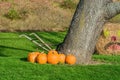 Pumpkins Beside Tree and Old Hand Tiller