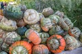 Pumpkins turban gourd, ornamental gourds stacked on each other in a wooden basket at a farm during harvest season, October,