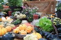 Pumpkins, turban squash at harvest festival