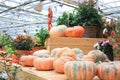 Pumpkins, turban squash, nightshade, plants, at harvest festival