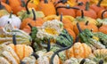Pumpkins. Variation. Agriculture. Autumn. Vibrant. Colors. Decor