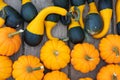 Pumpkins. Variation. Agriculture. Vibrant. Autumn. Colors. Decor