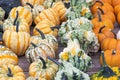 Pumpkins. Variation. Agriculture. Vibrant Colors. Autumn. Decor