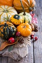 Pumpkins and variety of squash Royalty Free Stock Photo