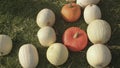 Pumpkins of various colours and shapes on the green grass, pumpkin exhibition. Royalty Free Stock Photo