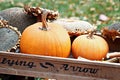 Pumpkins in Wagon