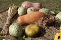 Pumpkins and wheat sheaf Royalty Free Stock Photo