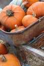 Pumpkins in a wheel barrow Royalty Free Stock Photo