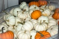 Pumpkins White and orange Royalty Free Stock Photo