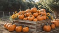 pumpkins in a wooden box on a pumpkin patch farm fall autumn season.ai generated