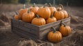 pumpkins in a wooden box on a pumpkin patch farm fall autumn season.ai generated