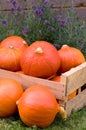 Pumpkins in a wooden box