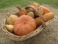 Pumpkins and zucchini in a basket